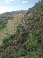 weinberge