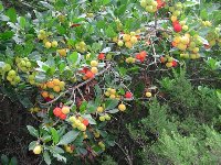 Erdbeerbaum