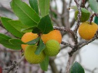 Früchte des Erdbeerbaumes